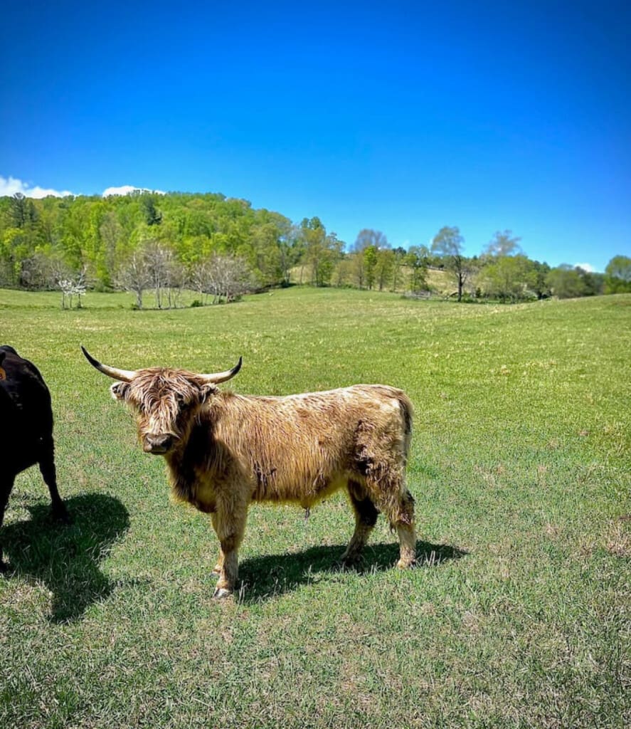 98800 276696 Q1 sKVM0AhdK30JmBeYtxhN7PExbA4rgofBksFIHyOA 66579b874b3a6.jpg